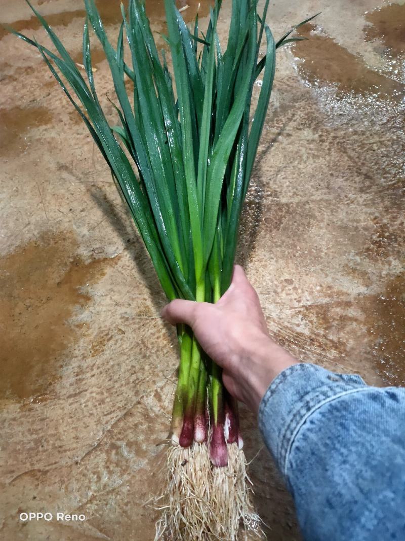 精品红根蒜，大量上，支持实地考察看货，精诚合作。