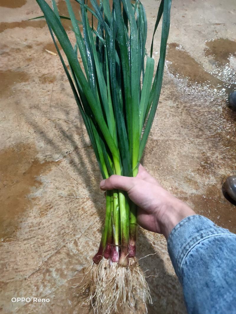 精品红根蒜，大量上，支持实地考察看货，精诚合作。