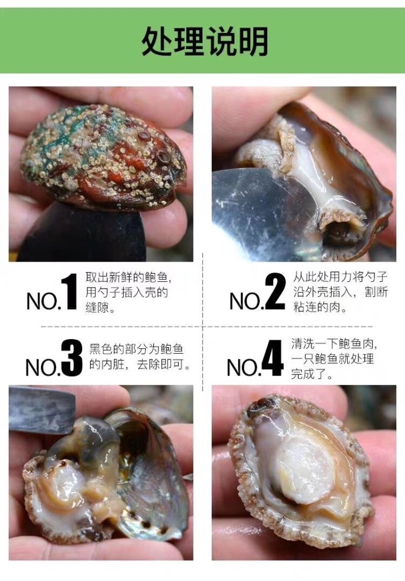 鲍鱼鲜活发货大小鲍鱼新鲜海鲜肥美鲍鱼海捕