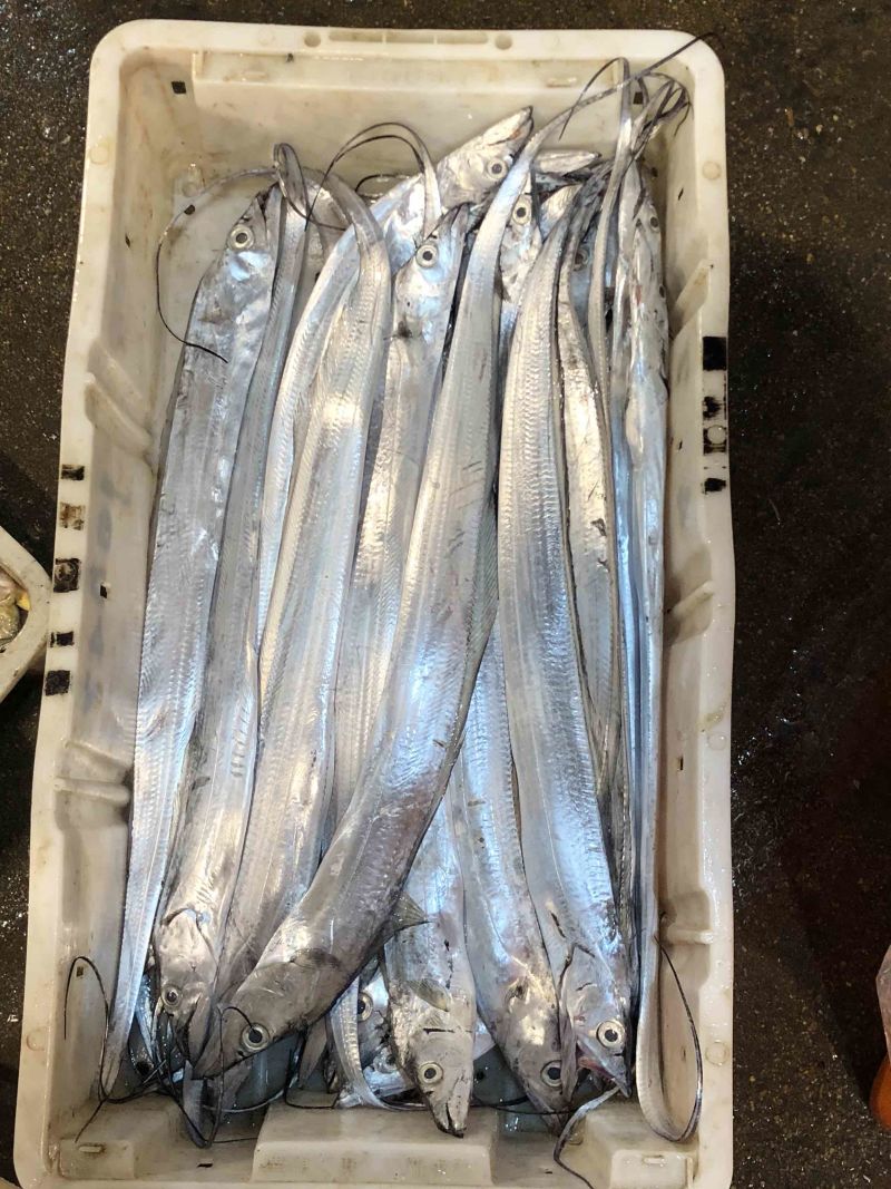 新货精品2-3指大带鱼段全部中段去头去尾