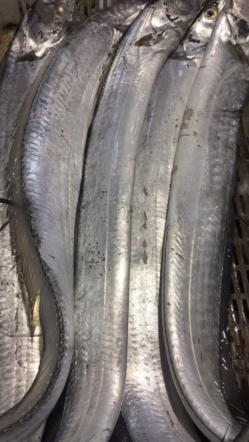 新货精品2-3指大带鱼段全部中段去头去尾