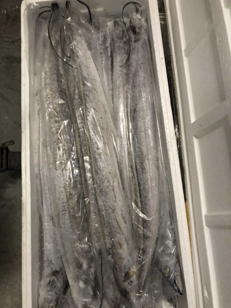 新货精品2-3指大带鱼段全部中段去头去尾