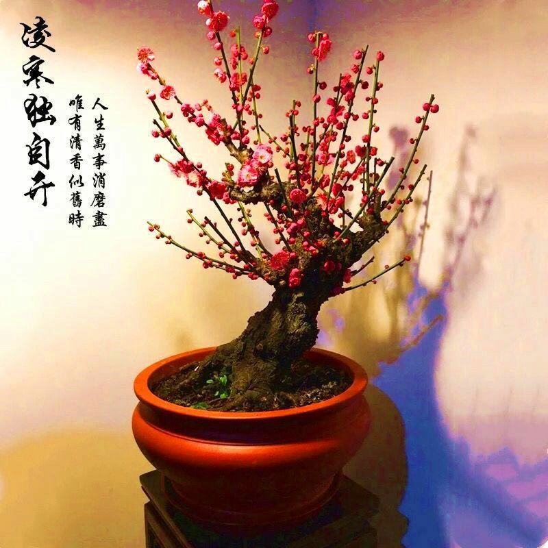 红梅花树苗盆栽带花苞浓香梅花树苗腊梅盆景老桩室内庭院耐寒