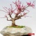 红梅花树苗盆栽带花苞浓香梅花树苗腊梅盆景老桩室内庭院耐寒