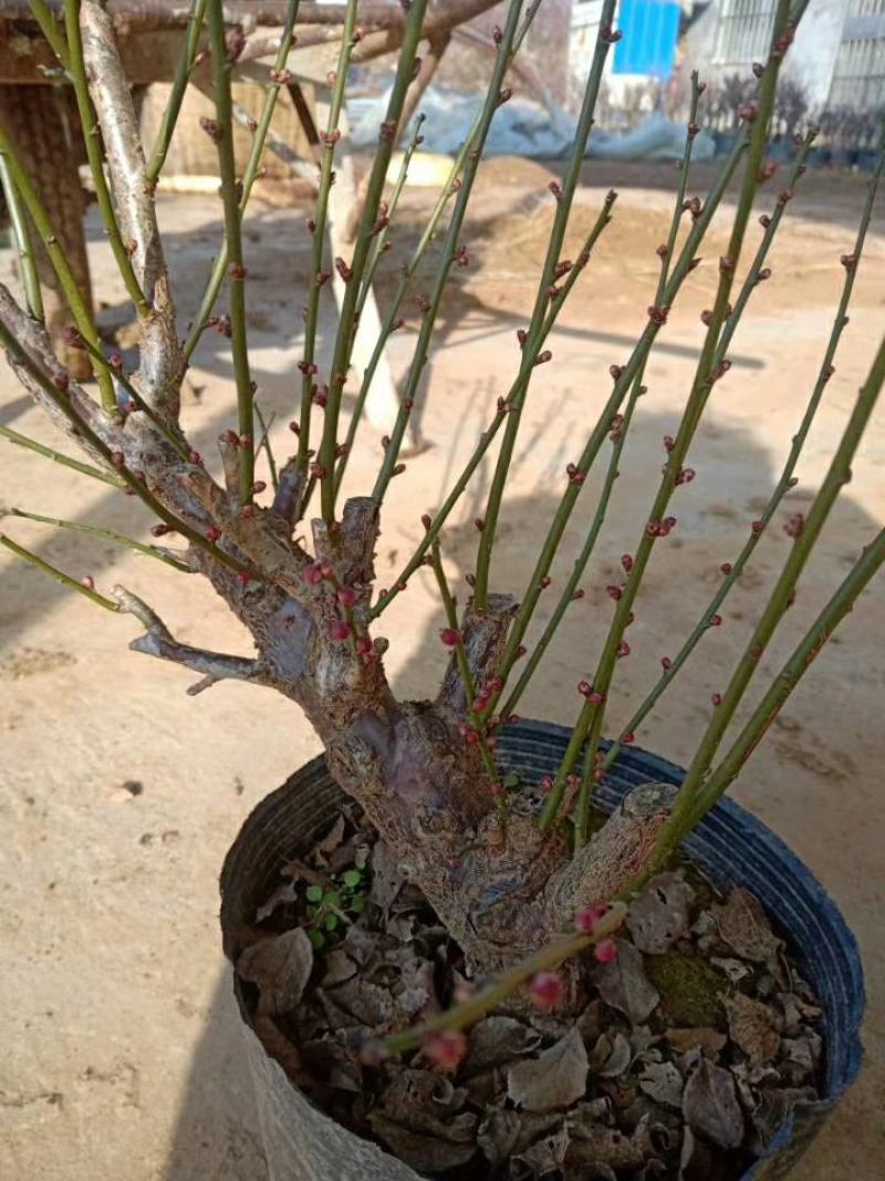 红梅花树苗盆栽带花苞浓香梅花树苗腊梅盆景老桩室内庭院耐寒
