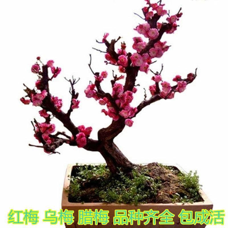 红梅花树苗盆栽带花苞浓香梅花树苗腊梅盆景老桩室内庭院耐寒