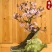 红梅花树苗盆栽带花苞浓香梅花树苗腊梅盆景老桩室内庭院耐寒