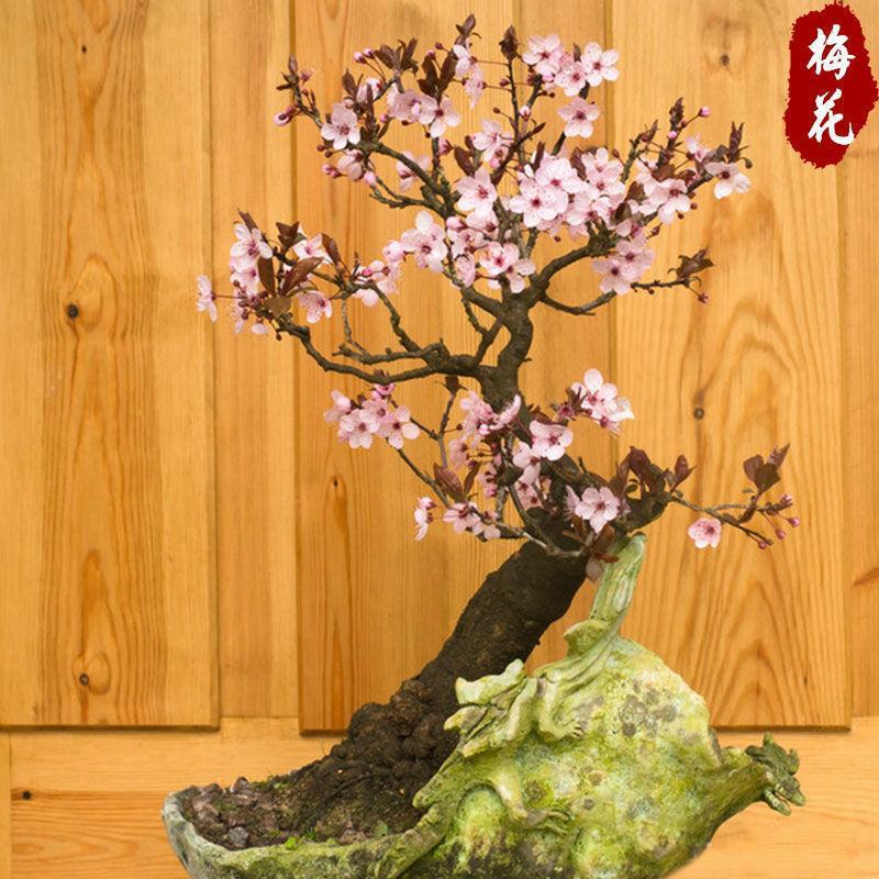 红梅花树苗盆栽带花苞浓香梅花树苗腊梅盆景老桩室内庭院耐寒