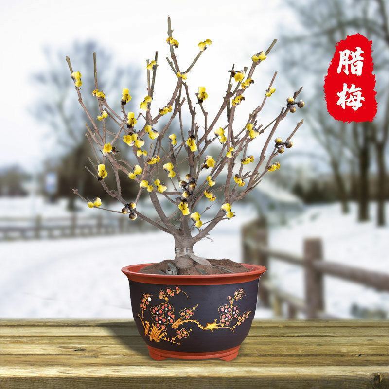 红梅花树苗盆栽带花苞浓香梅花树苗腊梅盆景老桩室内庭院耐寒