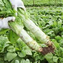 万亩蔬菜基地白皮莴笋大量上市