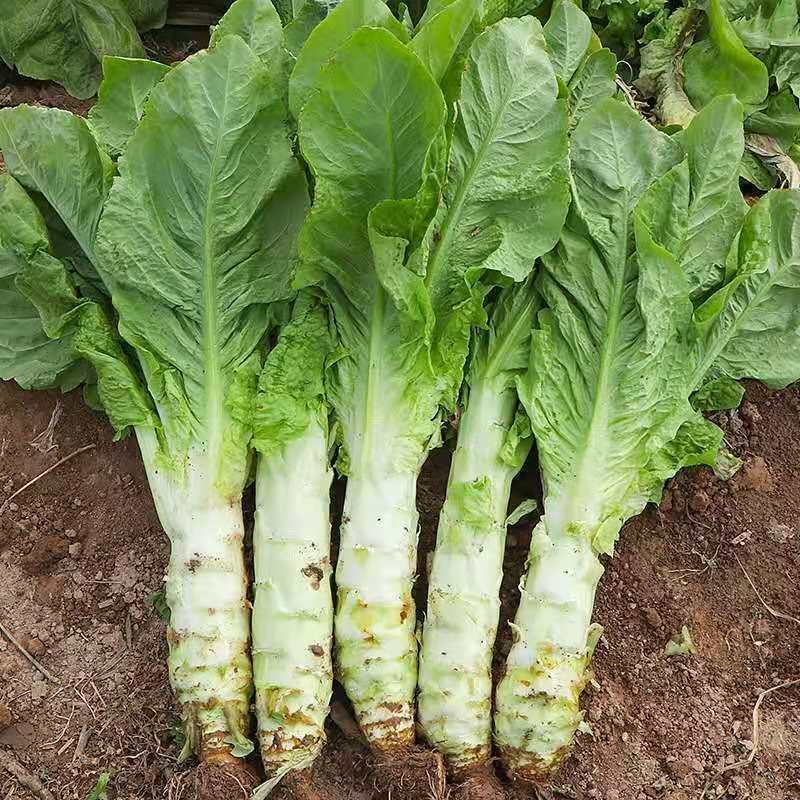 万亩蔬菜基地白皮莴笋大量上市