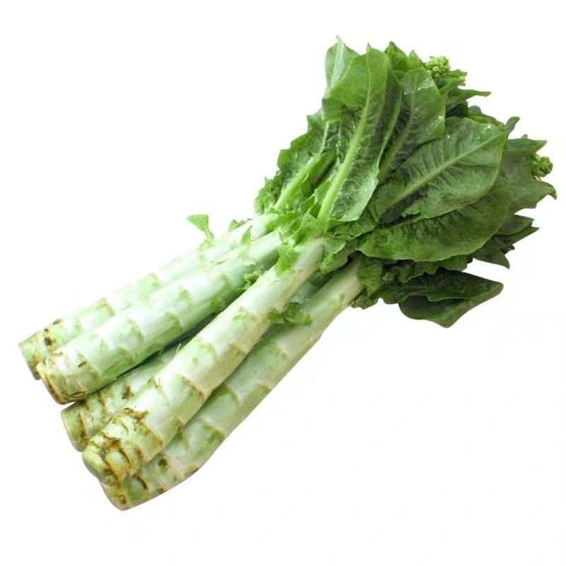 万亩蔬菜基地白皮莴笋大量上市