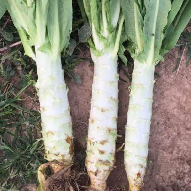 万亩蔬菜基地白皮莴笋大量上市