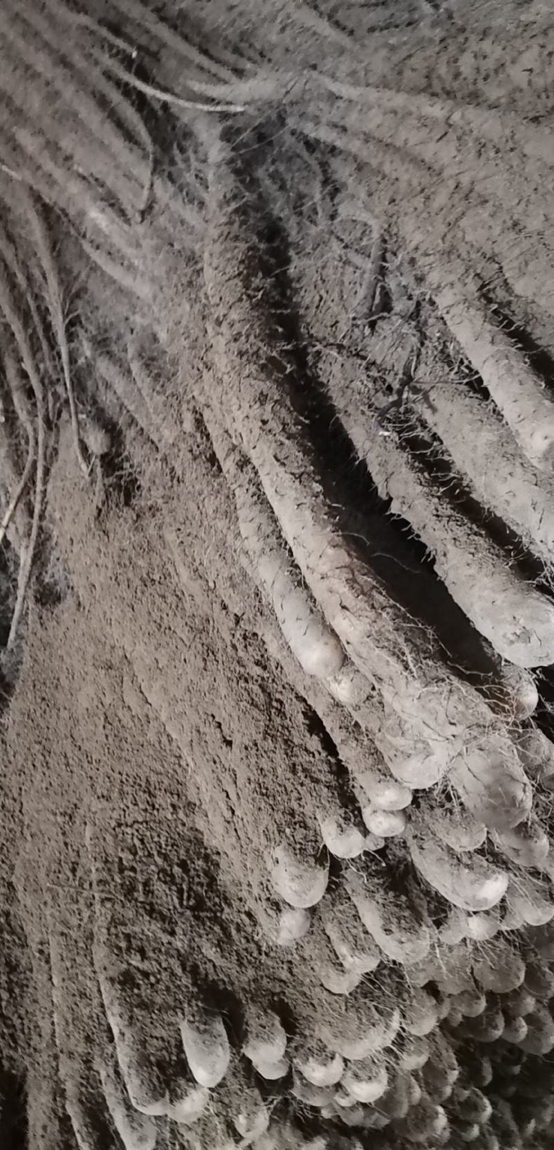 铁棍山药，条型漂亮面积大，货源充足，找大客户
