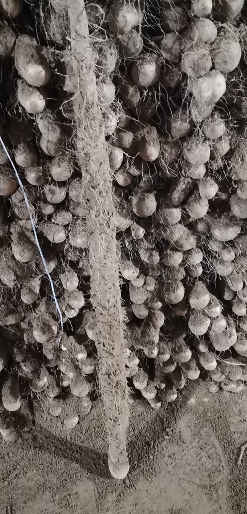 铁棍山药，条型漂亮面积大，货源充足，找大客户