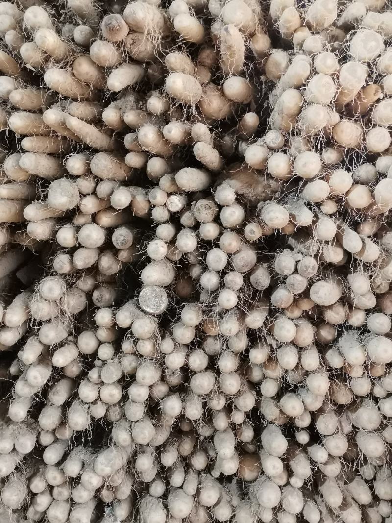 铁棍山药，条型漂亮面积大，货源充足，找大客户