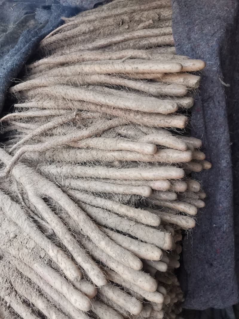 铁棍山药，条型漂亮面积大，货源充足，找大客户
