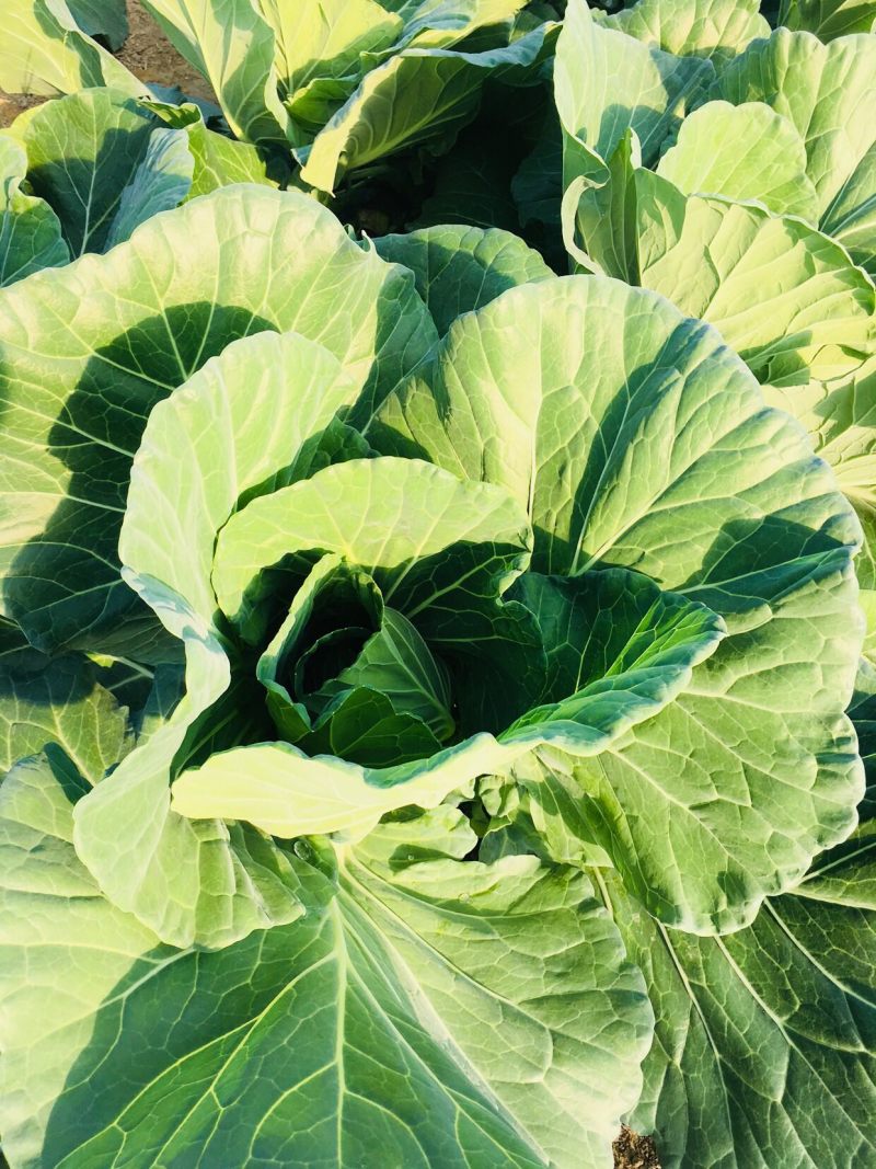 🔥包菜大量上市甘蓝圆包菜批发包菜代办富硒包菜