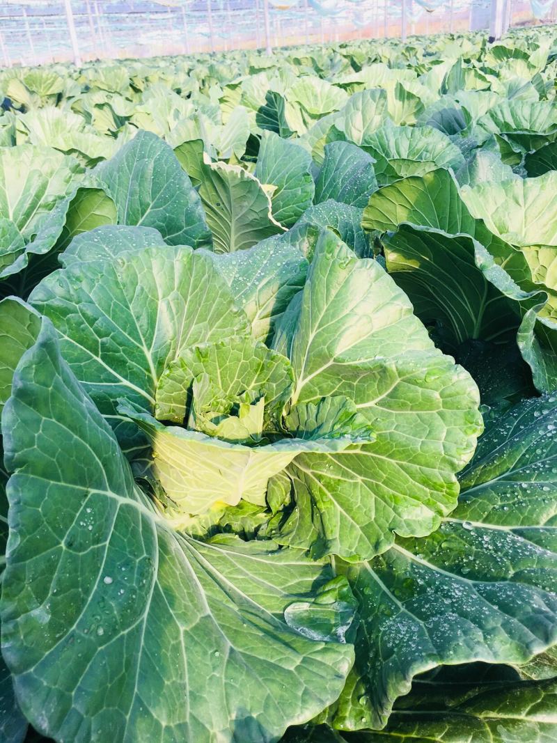 🔥包菜大量上市甘蓝圆包菜批发包菜代办富硒包菜