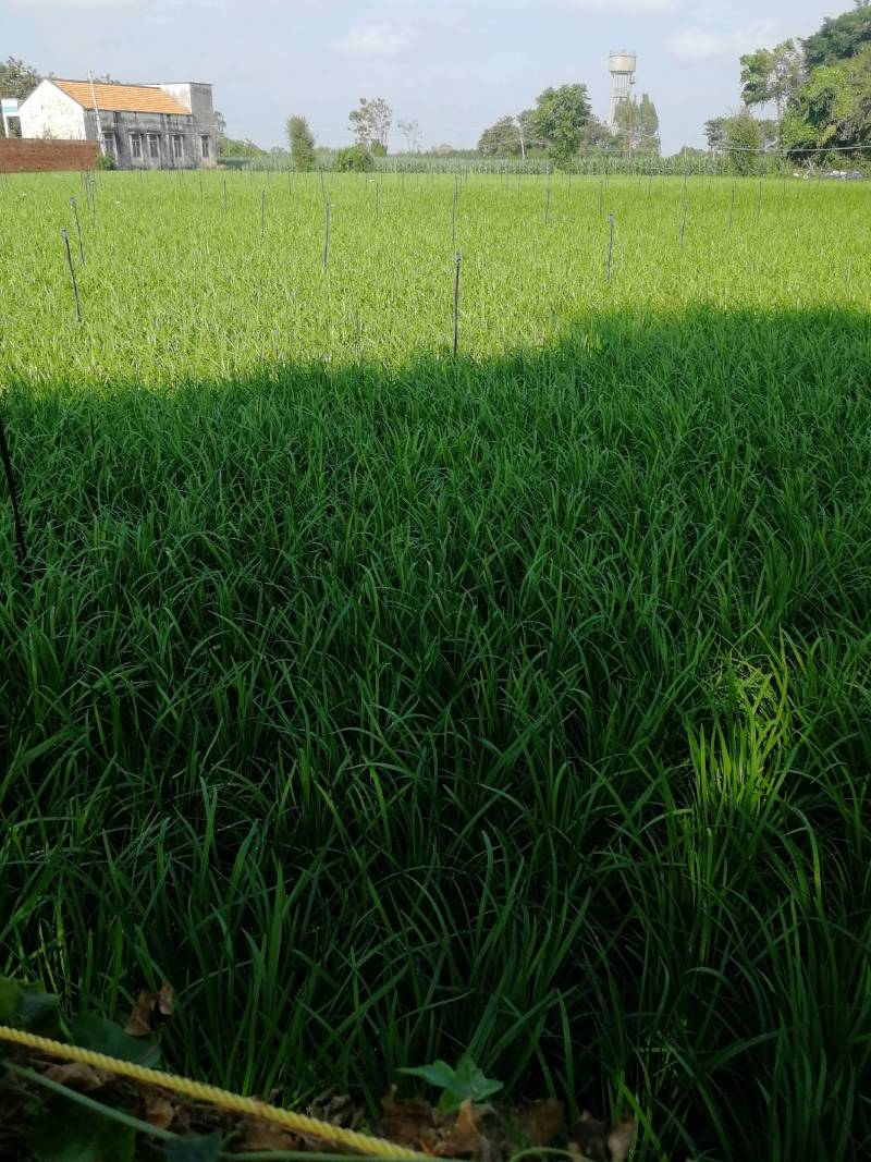 头刀二刀都有货广东省湛江市徐闻县大叶韭菜欢迎联系