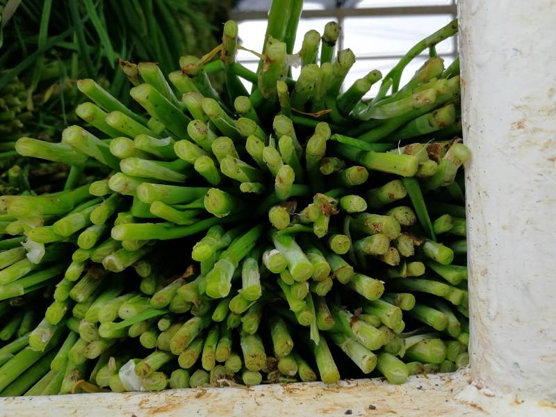 头刀二刀都有货广东省湛江市徐闻县大叶韭菜欢迎联系