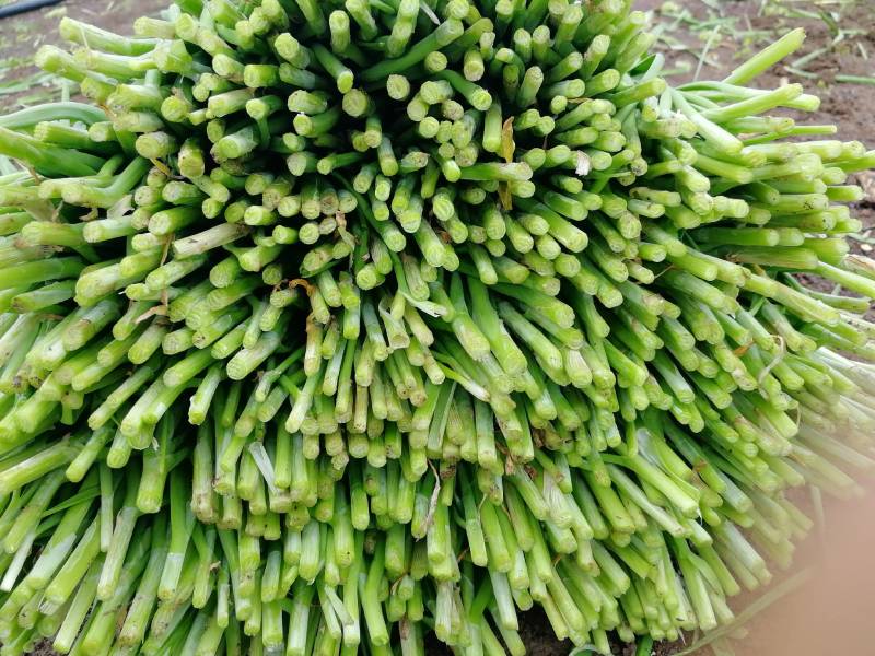 头刀二刀都有货广东省湛江市徐闻县大叶韭菜欢迎联系