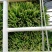 头刀二刀都有货广东省湛江市徐闻县大叶韭菜欢迎联系