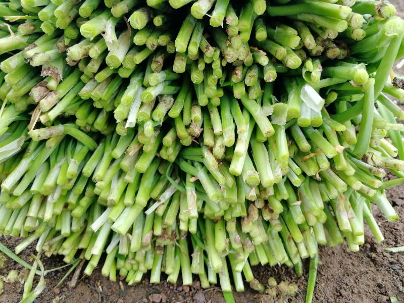 头刀二刀都有货广东省湛江市徐闻县大叶韭菜欢迎联系