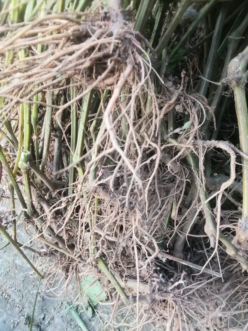 野生.土牛膝.倒钩草