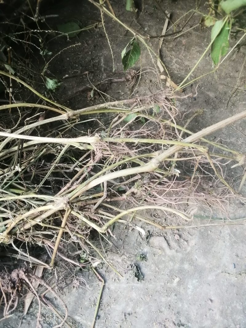 野生.土牛膝.倒钩草