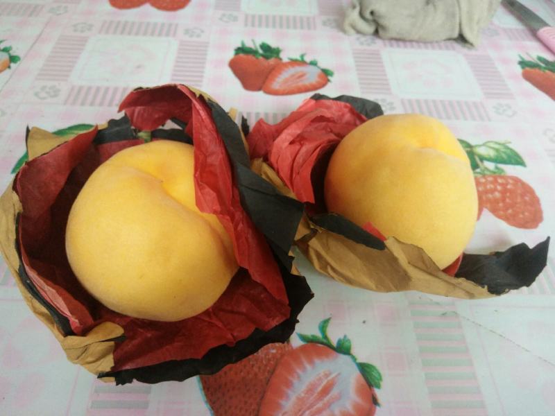 新品种嫁接鲜食黄桃苗新黄金蜜一号早熟黄桃基地直销售
