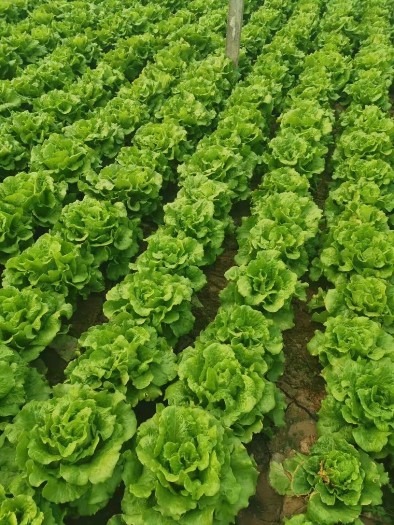 意大利生菜🥬产地直发质优价廉诚信经营欢迎采购