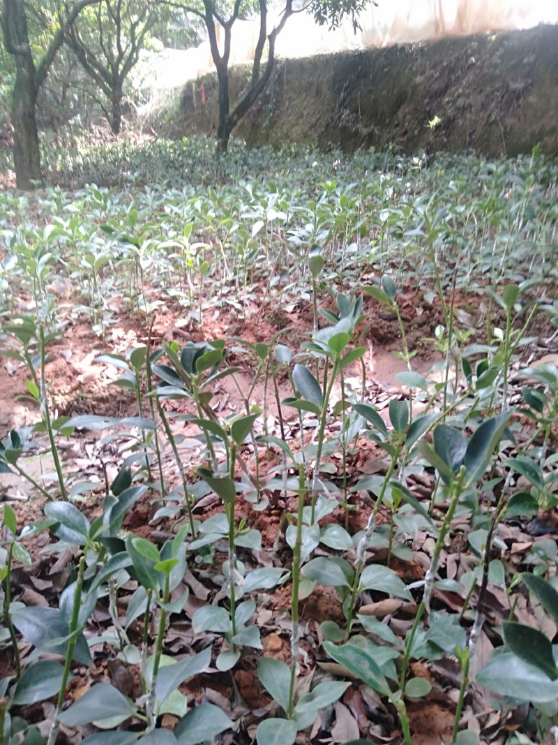 广西藤县纯种嫁接八角苗