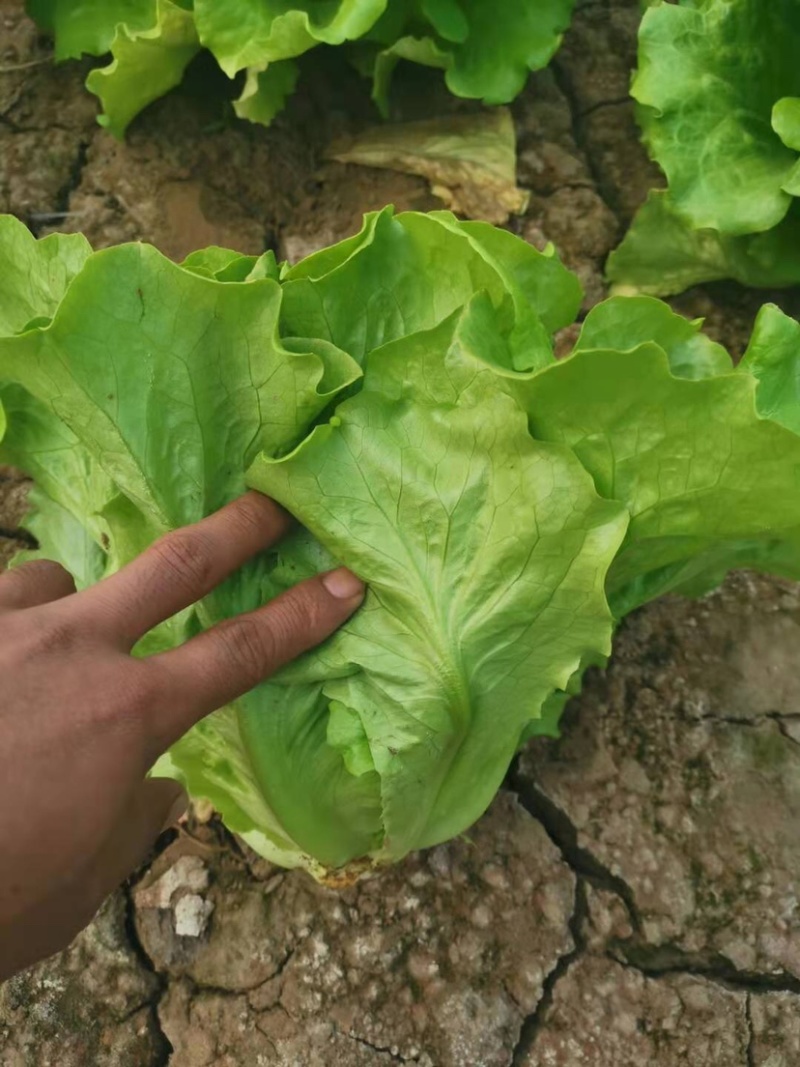 意大利生菜🥬产地直发质优价廉诚信经营欢迎采购