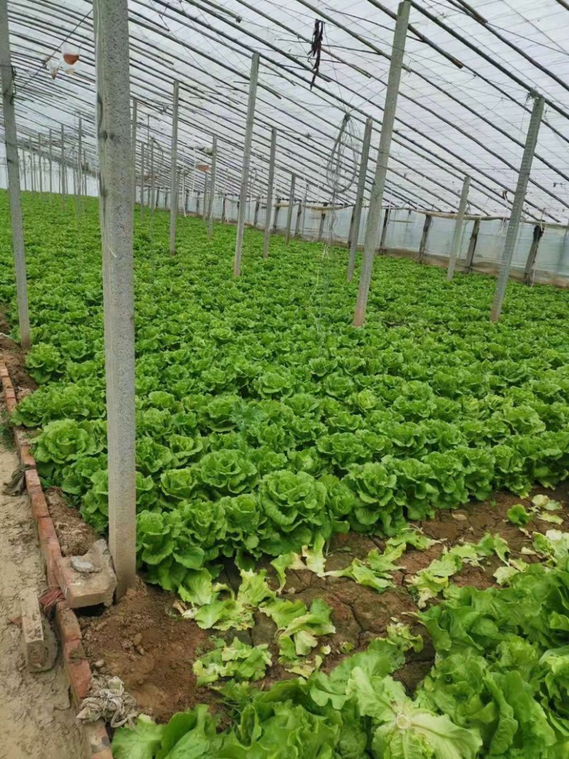 意大利生菜🥬产地直发质优价廉诚信经营欢迎采购