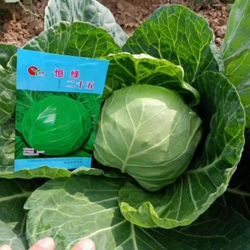 冷棚甘蓝大量上市