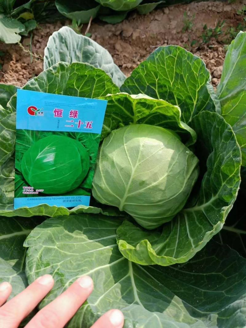 冷棚甘蓝大量上市