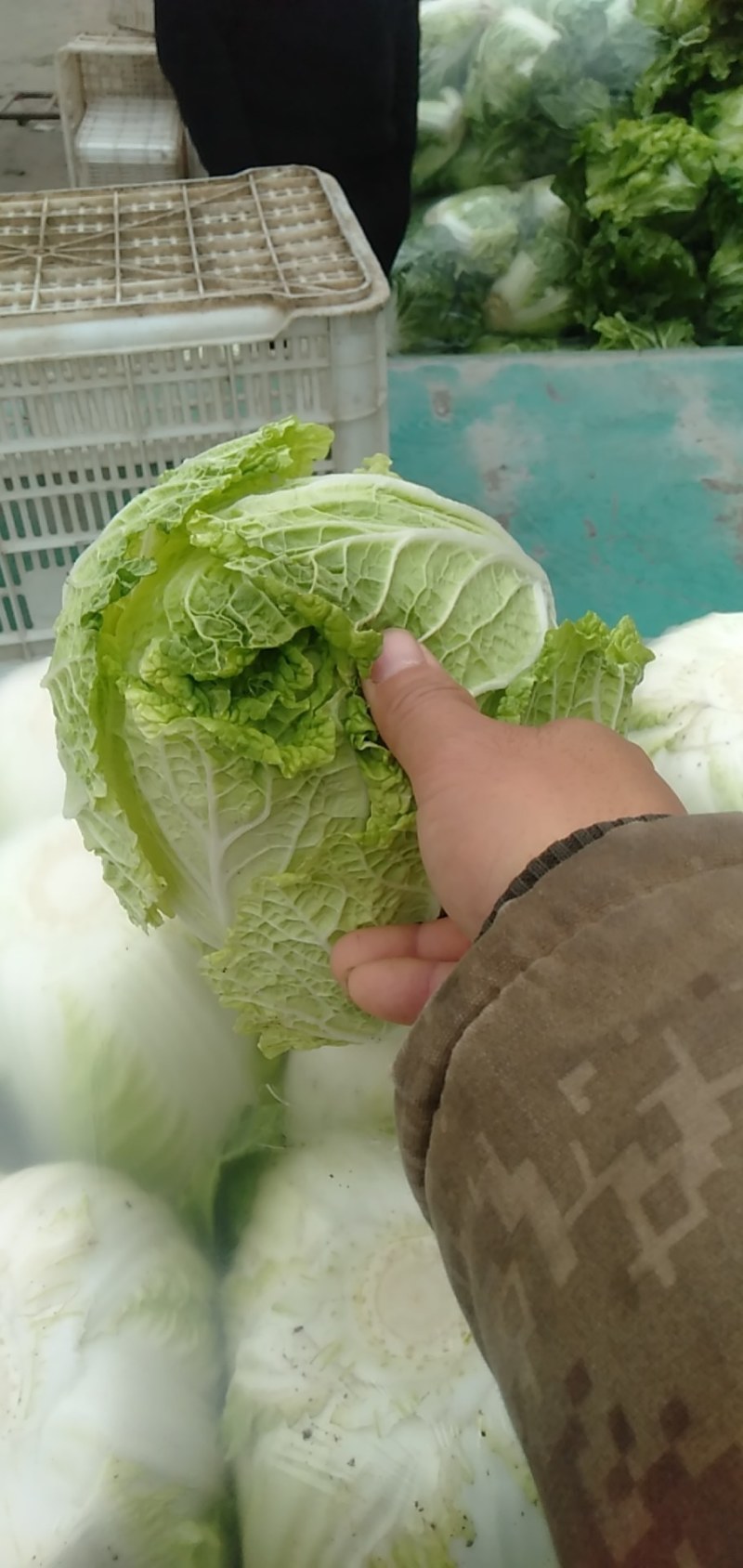 河北邯郸黄心大白菜大量上市中，一手货源，价格便宜，商