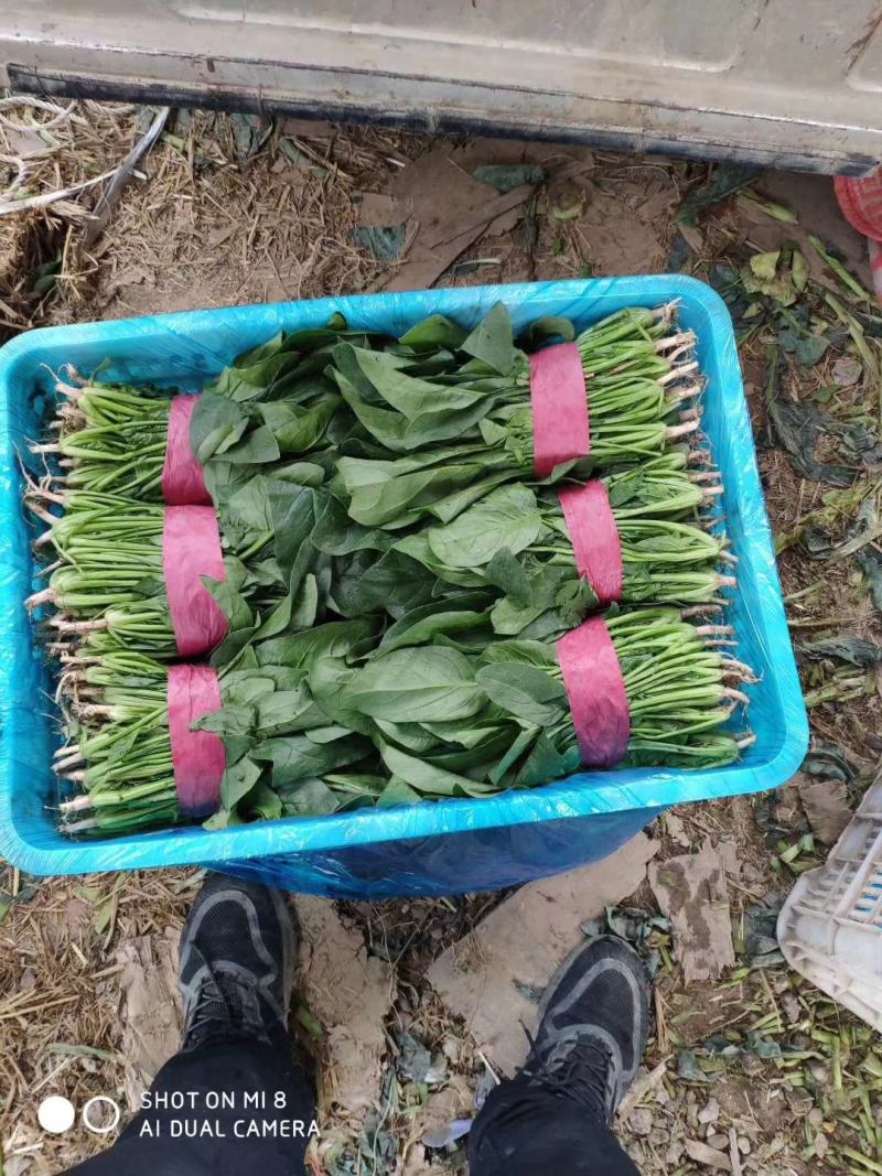 精品菠菜产地直发诚信商家保质保量欢迎各大商家来采购