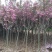樱花苗樱花树苗日本樱花树苗嫁接早樱晚樱樱花小苗绿化苗当年
