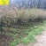 樱花苗樱花树苗日本樱花树苗嫁接早樱晚樱樱花小苗绿化苗当年