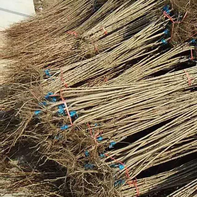樱花苗樱花树苗日本樱花树苗嫁接早樱晚樱樱花小苗绿化苗当年