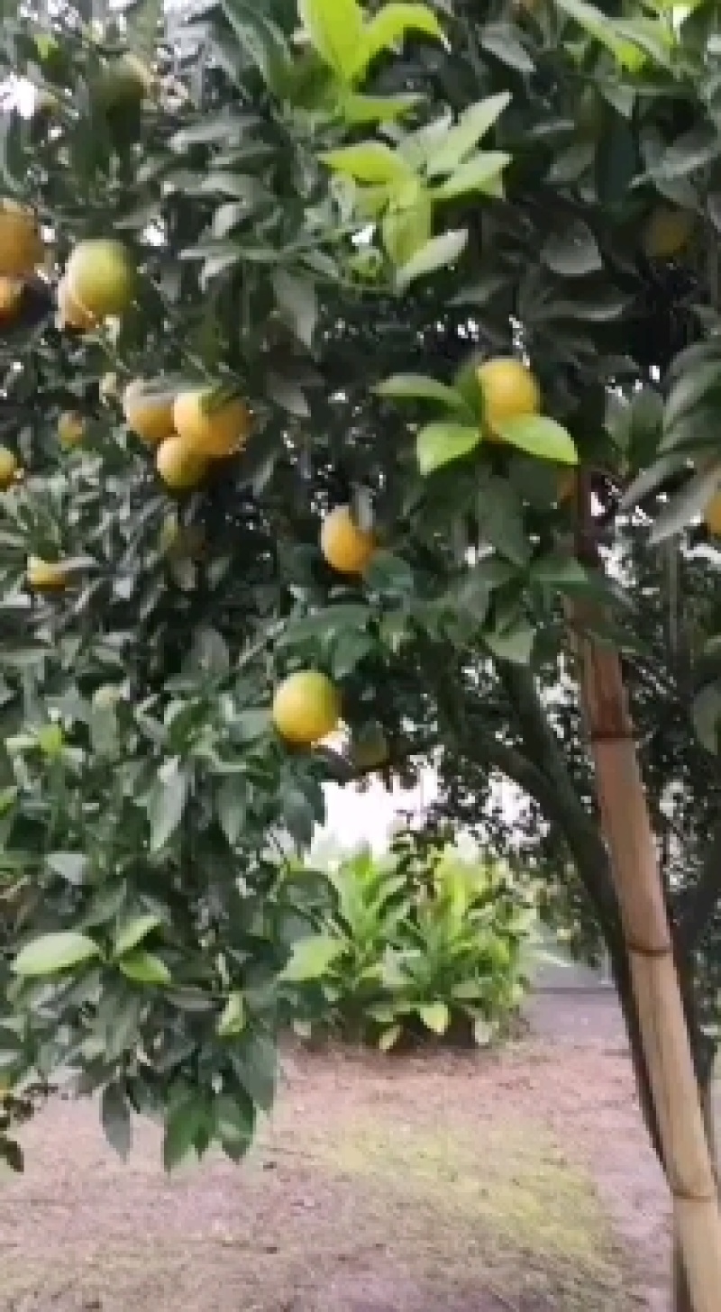 四川渠县三板镇，老品种鹅蛋柑，皮薄汁多，色黄味甜