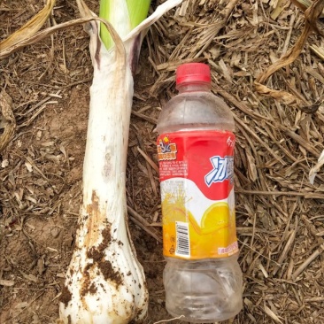 邯郸永年顾小营大葱基地