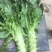 新野县绿禾蔬菜供应红尖叶窝笋已大量上市中
