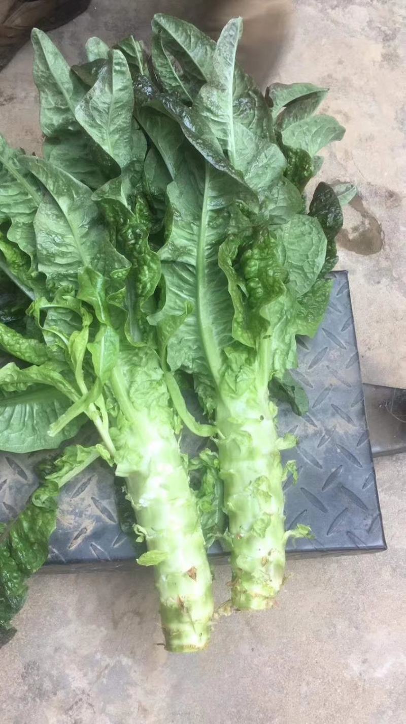 新野县绿禾蔬菜供应红尖叶窝笋已大量上市中