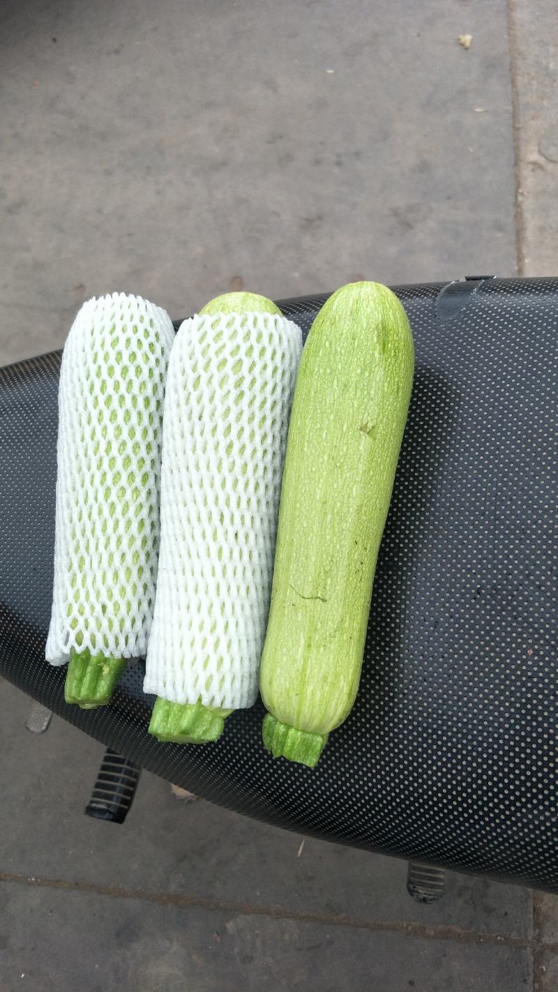元谋蔬菜___翠绿西葫芦