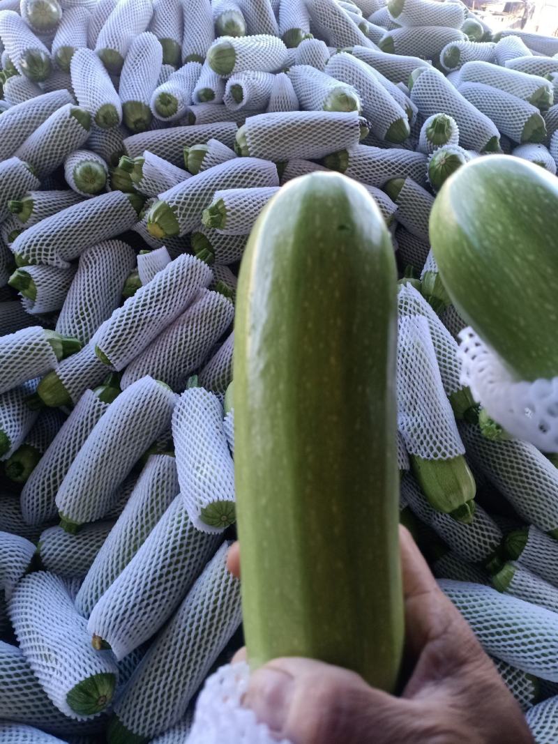 元谋蔬菜___翠绿西葫芦