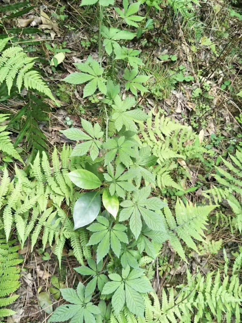 金秀大瑶山野生七叶绞股蓝，精选特级养生精品茶
