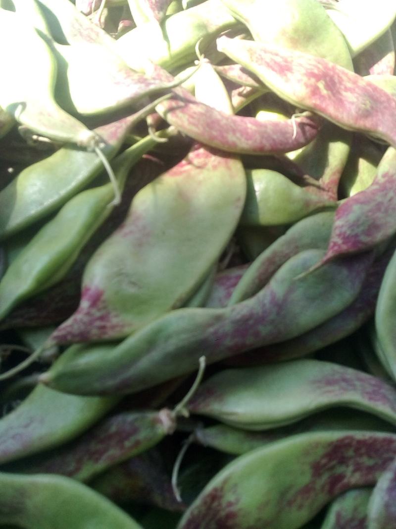 元谋蔬菜豆角